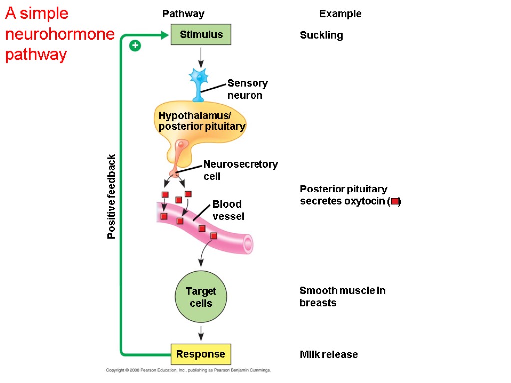 A simple neurohormone pathway Suckling Pathway Stimulus Hypothalamus/ posterior pituitary Positive feedback Example Sensory